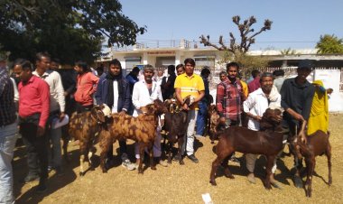 राज्य में उच्च नस्लीय पशुधन के लिए अभिनव प्रयास -राष्ट्रीय पशुधन मिशन के तहत सिरोही नस्ल के बकरे किये गए निःशुल्क वितरित