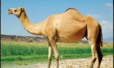 आदर्श पशुधन कल्याण एवं पर्यावरण विकास संस्था की बैठक आयोजित- उष्ट्र संरक्षण योजना से ऊंट पालकों का हो रहा आर्थिक उत्थान - शासन सचिव, पशुपालन