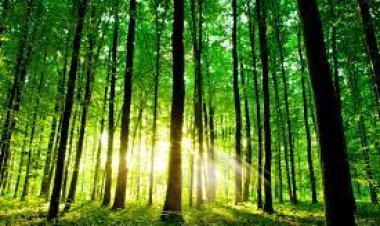 दिवस विशेष: अंतर्राष्ट्रीय वन दिवस