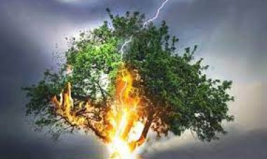 आसमान से क्यों गिरती है बिजली? क्या ऐसे में किसी पेड़ के नीचे खड़े होना सही है?