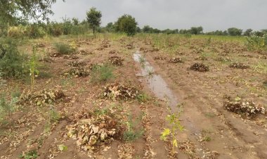 जोधपुर में बेमौसम बारिश से खड़ी फसलों को नुकसान