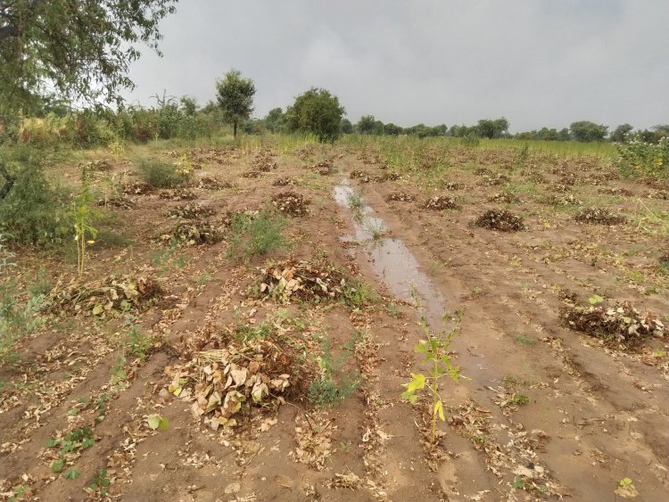 जोधपुर में बेमौसम बारिश से खड़ी फसलों को नुकसान