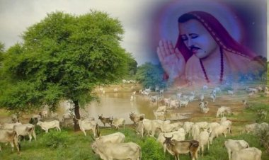 राजस्थान  श्री राजाराम गौशाला, शिकारपुरा: निस्वार्थ सेवा और भक्ति का प्रतीक